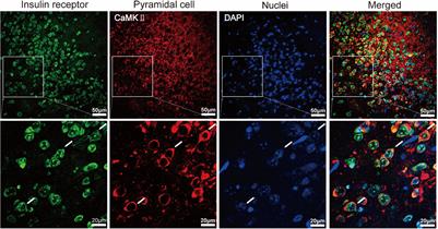 Insulin Modulates Neural Activity of Pyramidal Neurons in the Anterior Piriform Cortex